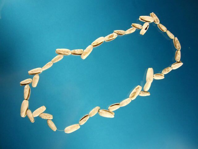 123. 28 Tennessee Shell Bead Necklace. G-10 $125.00 SOLD